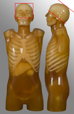 anatomical protocol - head