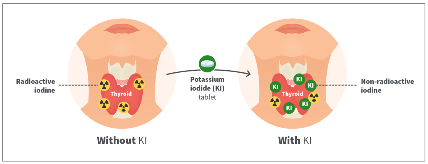 How potassium iodide tablets work when consumed.