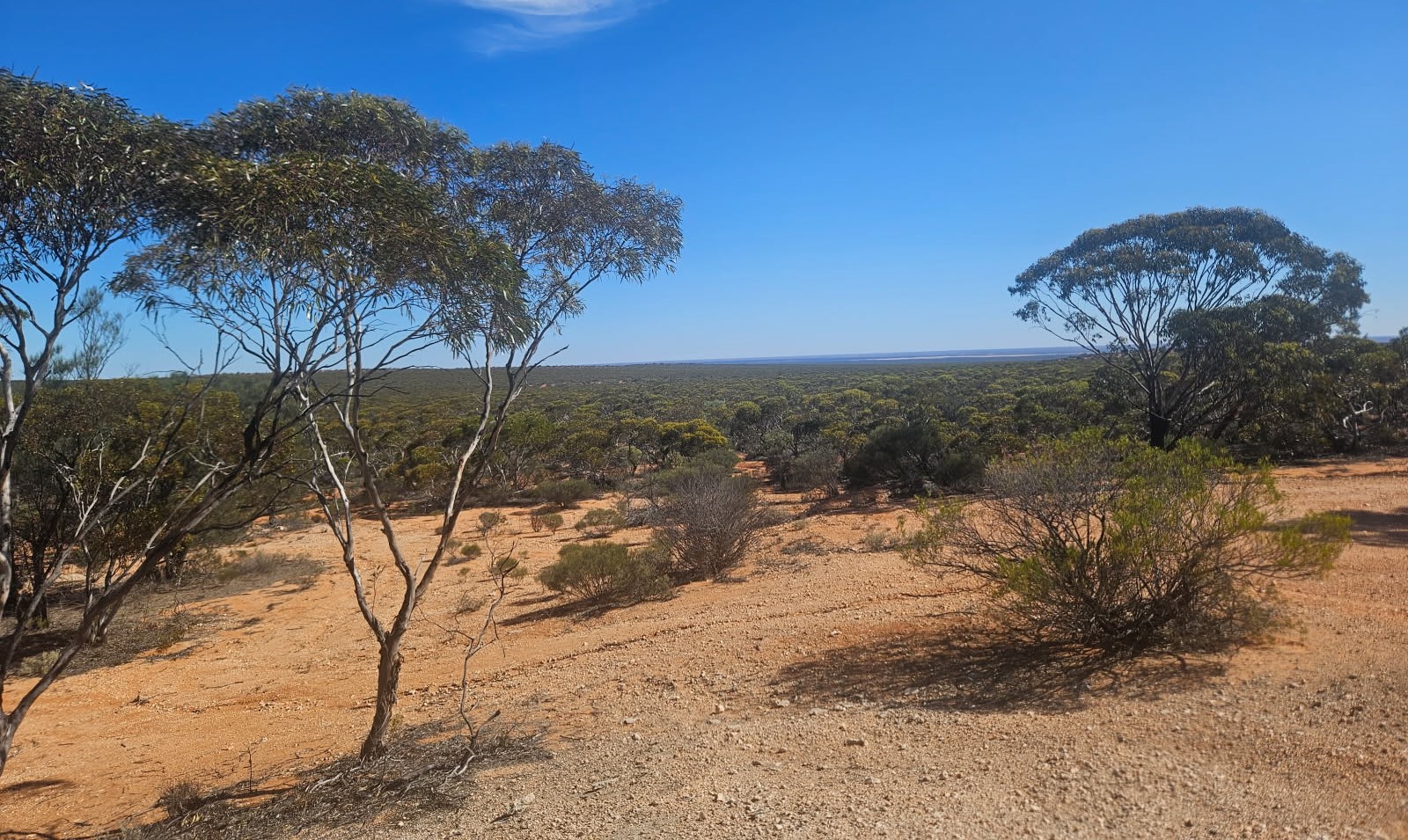 Photo of trees and land of Maralinga 