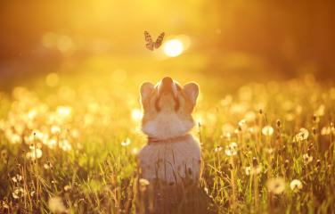 A dog is looking at a butterfly fluttering above its nose in a grassy field