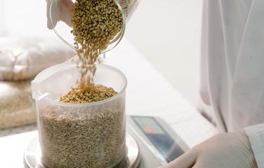 A closely cropped image showing the rubber-gloved hands of a scientist pouring seeds from a beaker into another beaker which is on a weight-measuring scale.