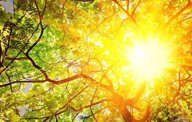 Bright rays of sunshine beaming through a tall tree.