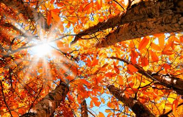 Bright rays of sunshine creeping through tall trees with orange autumn leaves.