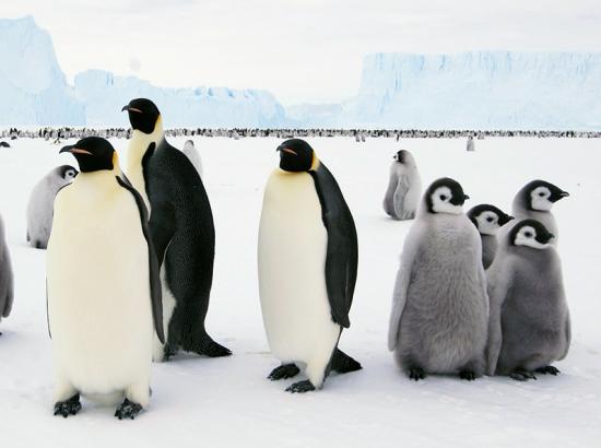 Antarctica penguins