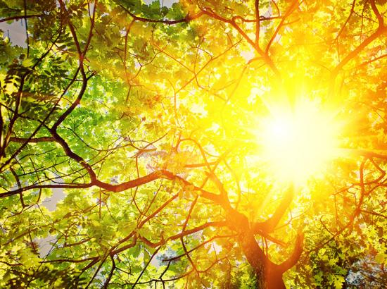 Bright rays of sunshine beaming through a tall tree.